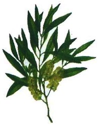 Trademark LUKISAN DAUN