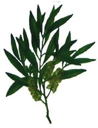 Trademark LUKISAN DAUN