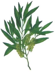 Trademark LUKISAN DAUN