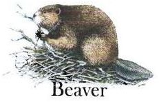 Trademark BEAVER + LUKISAN BINATANG BERANG BERANG