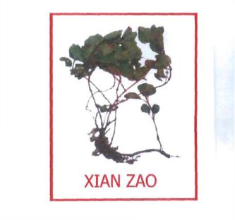 Trademark XIAN ZAO + LUKISAN TANAMAN