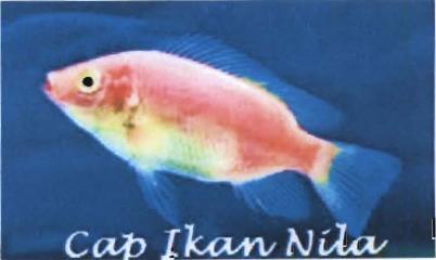 Trademark IKAN NILA