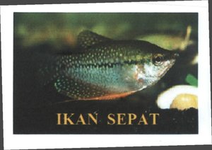 Trademark IKAN SEPAT