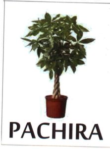 Trademark PACHIRA