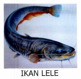 Trademark IKAN LELE + Lukisan Ikan Lele