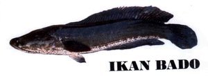 Trademark IKAN BADO