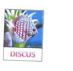 Trademark DISCUS+ LUKISAN IKAN