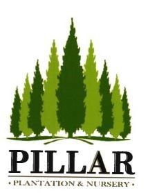 Trademark PILLAR PLANTATION & NURSERY