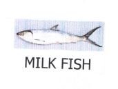 Trademark MILK FISH + LUKISAN