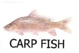 Trademark CARP FISH + LOGO