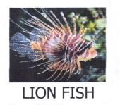 Trademark LION FISH + LUKISAN