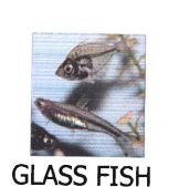 Trademark GLASS FISH + LOGO IKAN