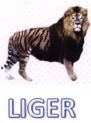 Trademark LIGER + LOGO