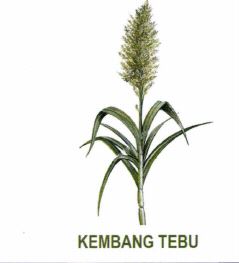 Trademark KEMBANG TEBU & Lukisan