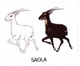 Trademark SAOLA + LUKISAN