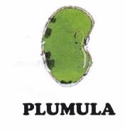 Trademark PLUMULA