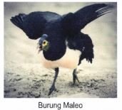 Trademark BURUNG MALEO + GAMBAR