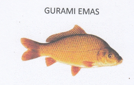 Trademark GURAMI EMAS & LUKISAN