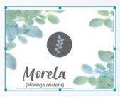 Trademark Morela (Moringa oleifera) + Logo