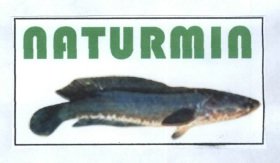 Trademark NATURMIN + Lukisan Ikan Gabus