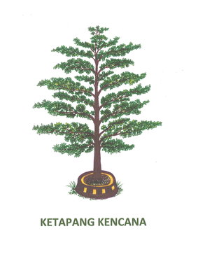 Trademark KETAPANG KENCANA + GAMBAR