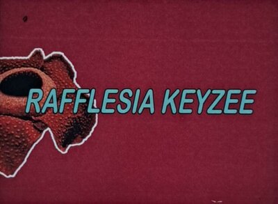 Trademark RAFFLESIA KEYZEE