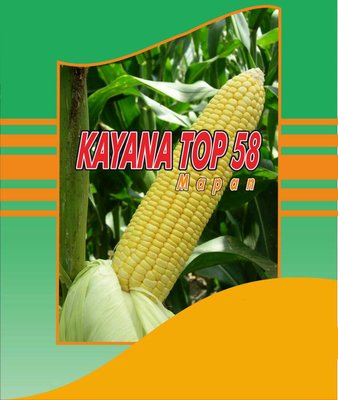 Trademark KAYANA TOP 58 MAPAN