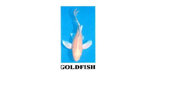 Trademark GOLDFISH & LOGO