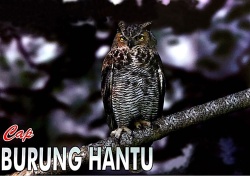 Trademark CAP BURUNG HANTU & LOGO