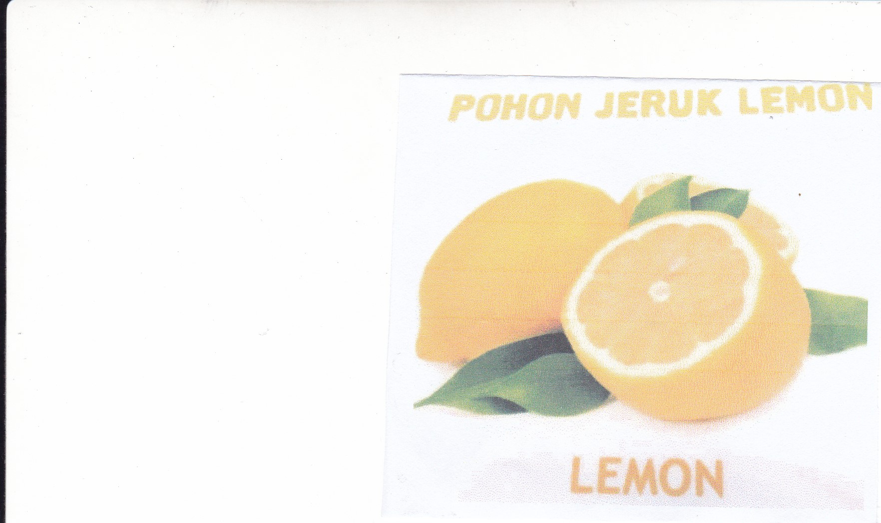 Trademark Pohon Jeruk Lemon + Logo