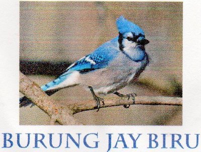 Trademark BURUNG JAY BIRU