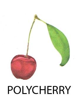 Trademark POLYCHERRY