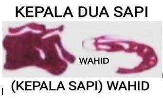 Trademark KEPALA DUA SAPI (KEPALA SAPI) WAHID