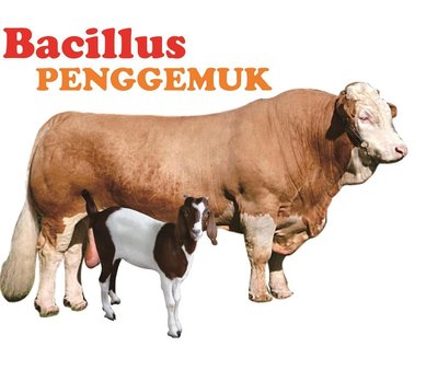 Trademark BACILLUS PENGGEMUK