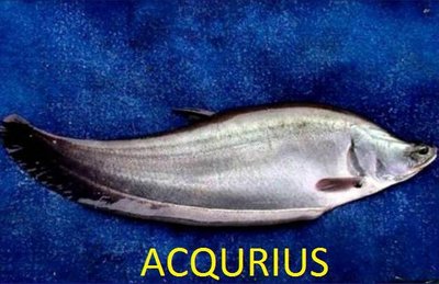 Trademark ACQURIUS + Logo Ikan