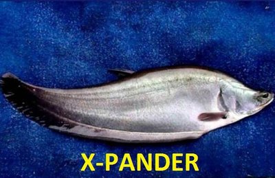 Trademark X-PANDER + Logo Ikan