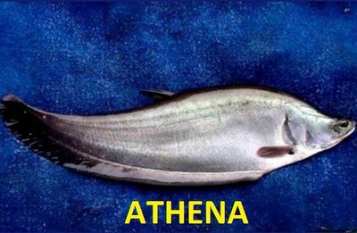 Trademark ATHENA + Logo Ikan