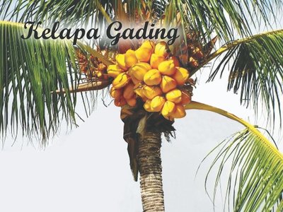 Trademark Kelapa Gading dan gambar