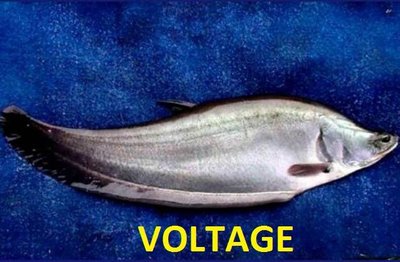 Trademark VOLTAGE + Logo Ikan