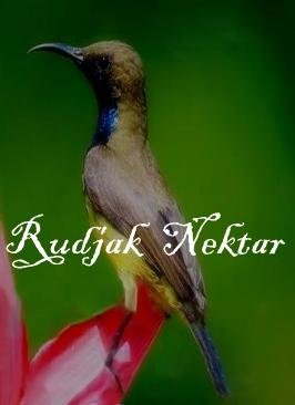 Trademark Rudjak Nektar + Lukisan