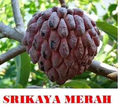 Trademark SRIKAYA MERAH