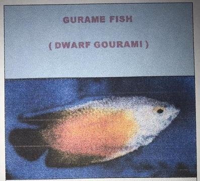 Trademark GURAME FISH (DWARF GOURAMI)