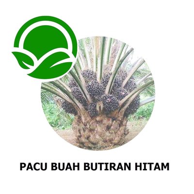 Trademark PACU BUAH BUTIRAN HITAM