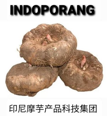 Trademark INDOPORANG