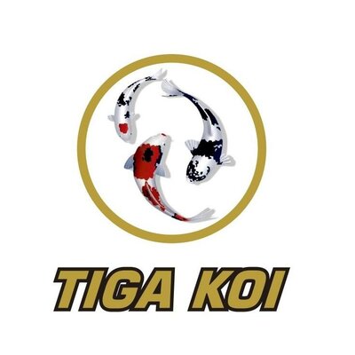 Trademark TIGA KOI