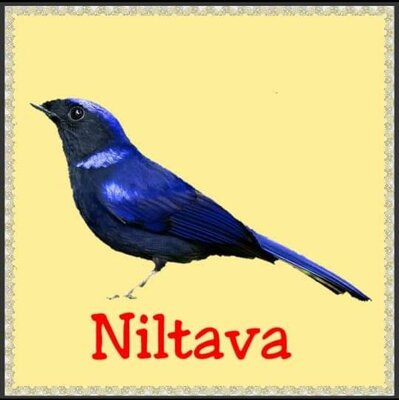 Trademark Niltava + Lukisan Burung