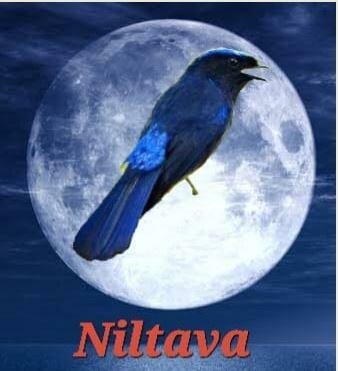 Trademark NILTAVA + LUKISAN BURUNG