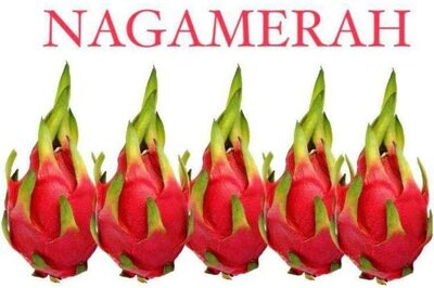 Trademark nagamerah