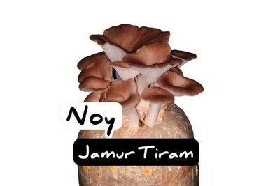 Trademark Noy Jamur Tiram