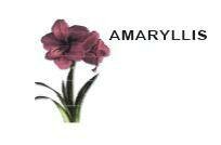 Trademark AMARYLLIS